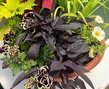 HB Midnight Gold combo Hanging Basket (c11)
